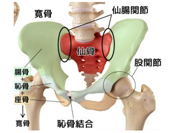 妊娠中の腰痛 京都市中京区のカイロプラクティックなら御幸町 ごこまち カイロプラクティック